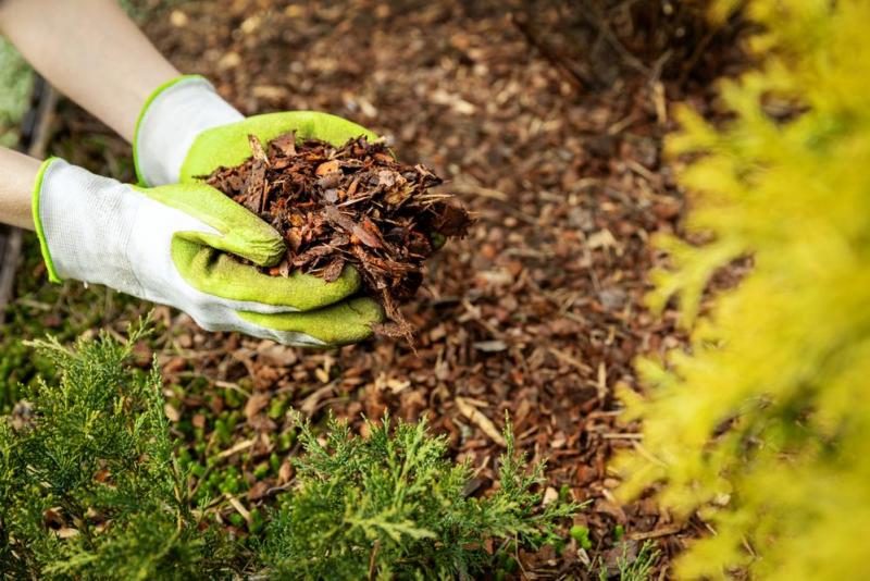 Pourquoi choisir le paillage de bois pour prot&eacute;ger votre jardin ?