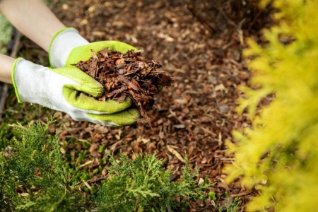 Pourquoi choisir le paillage de bois pour prot&eacute;ger votre jardin ?